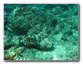 Rainbow-Reef-Scuba-Diving-Taveuni-Fiji-085