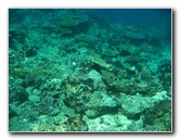 Rainbow-Reef-Scuba-Diving-Taveuni-Fiji-086