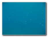 Rainbow-Reef-Scuba-Diving-Taveuni-Fiji-088