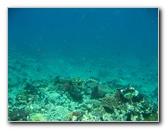 Rainbow-Reef-Scuba-Diving-Taveuni-Fiji-089