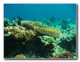 Rainbow-Reef-Scuba-Diving-Taveuni-Fiji-090