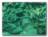 Rainbow-Reef-Scuba-Diving-Taveuni-Fiji-092