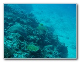 Rainbow-Reef-Scuba-Diving-Taveuni-Fiji-098