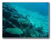 Rainbow-Reef-Scuba-Diving-Taveuni-Fiji-104