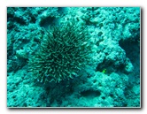 Rainbow-Reef-Scuba-Diving-Taveuni-Fiji-106