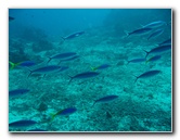 Rainbow-Reef-Scuba-Diving-Taveuni-Fiji-109