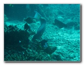 Rainbow-Reef-Scuba-Diving-Taveuni-Fiji-111