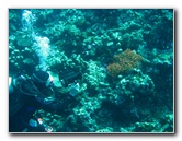 Rainbow-Reef-Scuba-Diving-Taveuni-Fiji-112