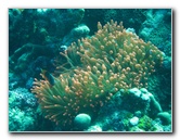 Rainbow-Reef-Scuba-Diving-Taveuni-Fiji-113