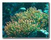 Rainbow-Reef-Scuba-Diving-Taveuni-Fiji-115