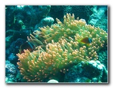 Rainbow-Reef-Scuba-Diving-Taveuni-Fiji-117