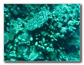 Rainbow-Reef-Scuba-Diving-Taveuni-Fiji-121