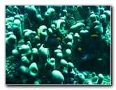 Rainbow-Reef-Scuba-Diving-Taveuni-Fiji-124
