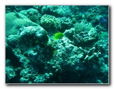 Rainbow-Reef-Scuba-Diving-Taveuni-Fiji-128