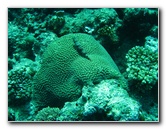 Rainbow-Reef-Scuba-Diving-Taveuni-Fiji-129