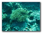 Rainbow-Reef-Scuba-Diving-Taveuni-Fiji-130