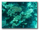 Rainbow-Reef-Scuba-Diving-Taveuni-Fiji-131