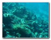 Rainbow-Reef-Scuba-Diving-Taveuni-Fiji-132