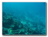 Rainbow-Reef-Scuba-Diving-Taveuni-Fiji-133