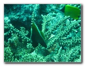 Rainbow-Reef-Scuba-Diving-Taveuni-Fiji-135