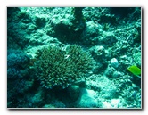 Rainbow-Reef-Scuba-Diving-Taveuni-Fiji-137