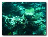 Rainbow-Reef-Scuba-Diving-Taveuni-Fiji-138