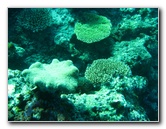 Rainbow-Reef-Scuba-Diving-Taveuni-Fiji-139