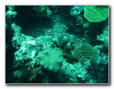 Rainbow-Reef-Scuba-Diving-Taveuni-Fiji-140