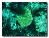 Rainbow-Reef-Scuba-Diving-Taveuni-Fiji-141