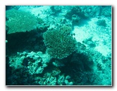 Rainbow-Reef-Scuba-Diving-Taveuni-Fiji-142