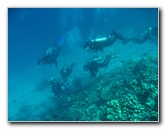 Rainbow-Reef-Scuba-Diving-Taveuni-Fiji-144