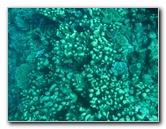 Rainbow-Reef-Scuba-Diving-Taveuni-Fiji-145