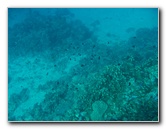 Rainbow-Reef-Scuba-Diving-Taveuni-Fiji-146