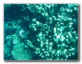 Rainbow-Reef-Scuba-Diving-Taveuni-Fiji-147