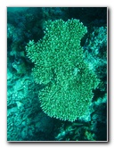 Rainbow-Reef-Scuba-Diving-Taveuni-Fiji-150