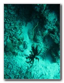 Rainbow-Reef-Scuba-Diving-Taveuni-Fiji-151