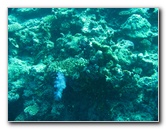 Rainbow-Reef-Scuba-Diving-Taveuni-Fiji-153