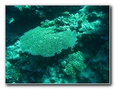 Rainbow-Reef-Scuba-Diving-Taveuni-Fiji-155
