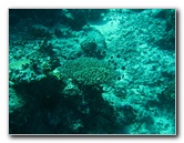 Rainbow-Reef-Scuba-Diving-Taveuni-Fiji-156