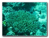 Rainbow-Reef-Scuba-Diving-Taveuni-Fiji-157