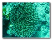 Rainbow-Reef-Scuba-Diving-Taveuni-Fiji-158