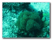 Rainbow-Reef-Scuba-Diving-Taveuni-Fiji-161