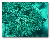 Rainbow-Reef-Scuba-Diving-Taveuni-Fiji-163