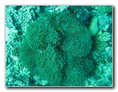 Rainbow-Reef-Scuba-Diving-Taveuni-Fiji-164