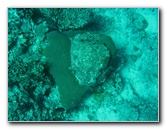 Rainbow-Reef-Scuba-Diving-Taveuni-Fiji-165