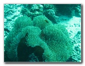 Rainbow-Reef-Scuba-Diving-Taveuni-Fiji-167