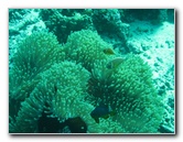 Rainbow-Reef-Scuba-Diving-Taveuni-Fiji-168