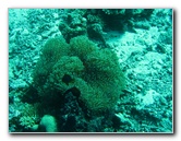 Rainbow-Reef-Scuba-Diving-Taveuni-Fiji-169
