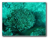 Rainbow-Reef-Scuba-Diving-Taveuni-Fiji-172