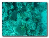 Rainbow-Reef-Scuba-Diving-Taveuni-Fiji-173